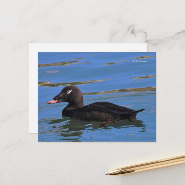 Stunning White-Winged Scoter Anka vid Piers Kant Vykort (Fram/Back In Situ)