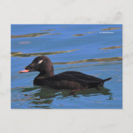 Stunning White-Winged Scoter Anka vid Piers Kant Vykort