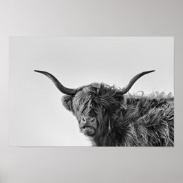 Sturdy Highland kon i monokrom Poster