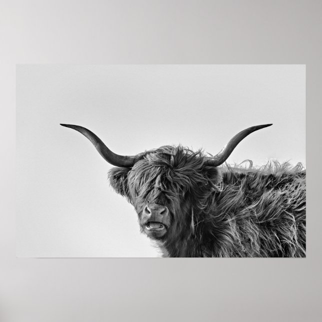 Sturdy Highland kon i monokrom Poster (Framsidan)