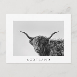 Sturdy Highland kon i monokrom Vykort