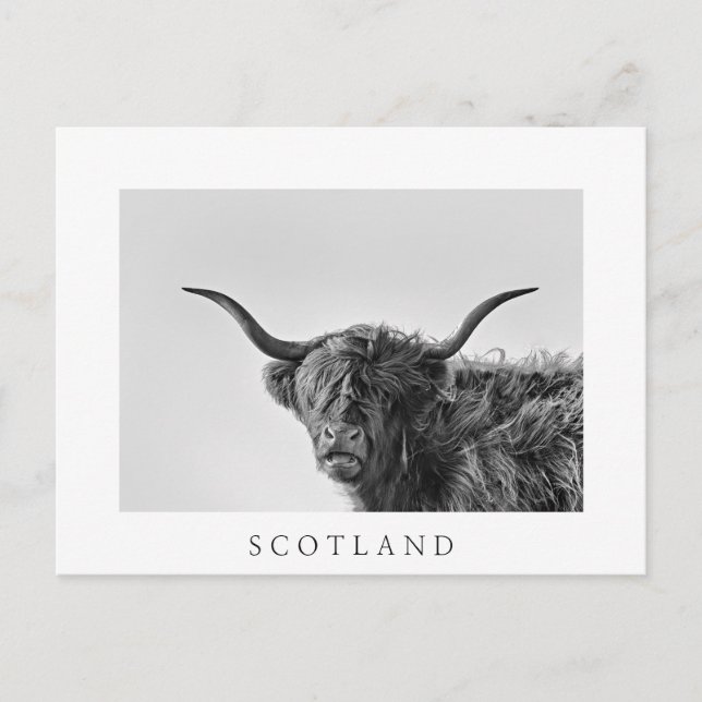 Sturdy Highland kon i monokrom Vykort (Framsida)