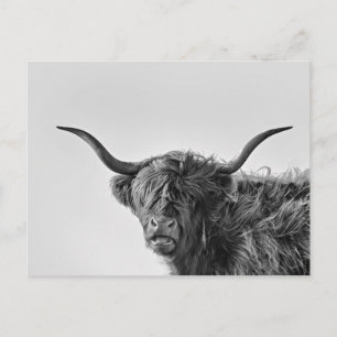 Sturdy Highland kon i monokrom Vykort