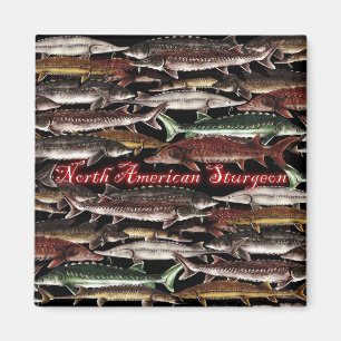 Sturgeon Magnet - Nordamerika Sturgeon