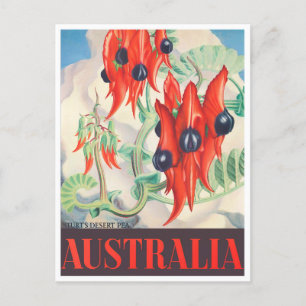 Sturt Desert Pea Australia vintage resor Vykort
