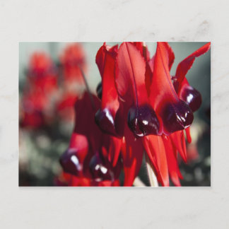 Sturt Desert Pea-vykort Vykort
