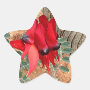 Sturt's Desert Pea star-dekal Stjärnformat Klistermärke