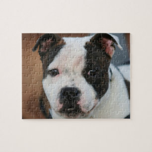 Stviddshire bull skräcker pussel