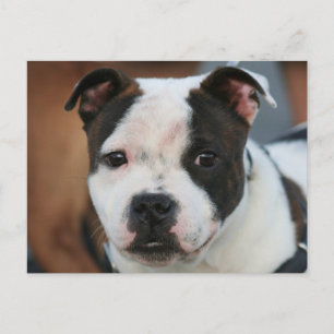 Stviddshire Bull Terrier Postcard Vykort