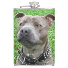 Stviddshire Bull Terrier Sitta Attention, Fickplunta