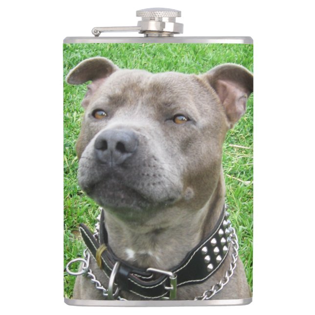 Stviddshire Bull Terrier Sitta Attention, Fickplunta (Framsidan)