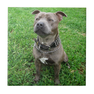 Stviddshire Bull Terrier Sitta Attention, Kakelplatta