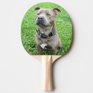 Stviddshire Bull Terrier Sitta Pingisracket