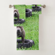 Stviddshire Bull Terrier Time to Play