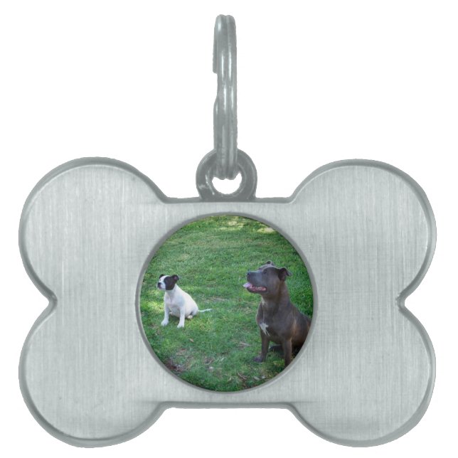 Stviddshire Bull Terrier Treat Time Namnbricka Husdjur (Framsidan)
