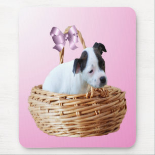 Stviddshire Puppy I A Basket Musmatta