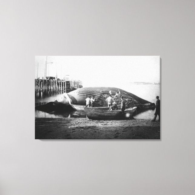 Styckning av en blå val i Alaska-foto Canvastryck (Framsida)