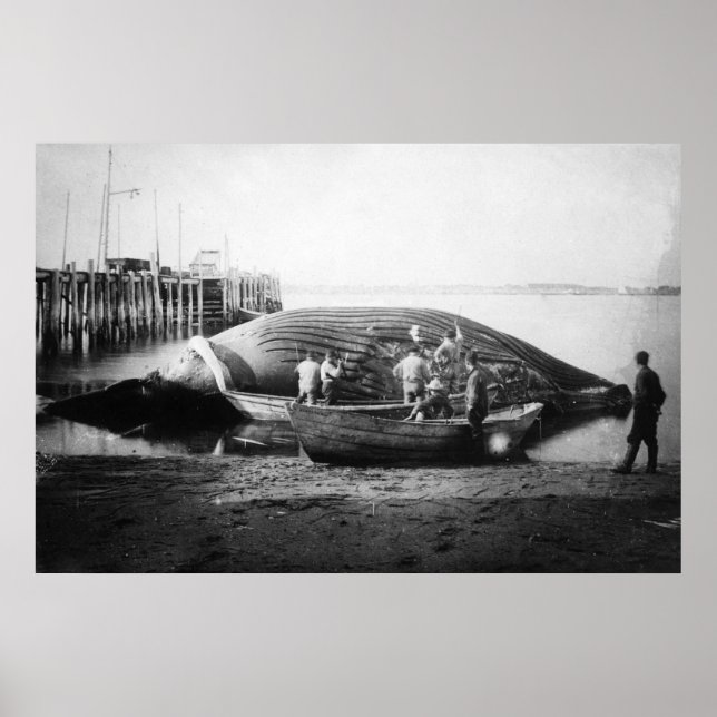 Styckning av en blå val i Alaska-foto Poster (Framsidan)