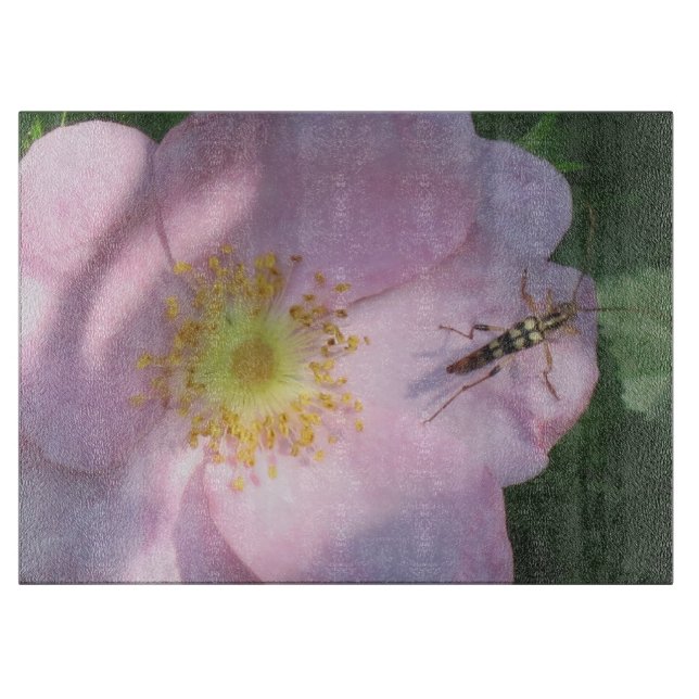 Styckstyrelsen för vild Ro (Framsidan)