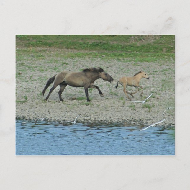 stygg vykort (Framsida)