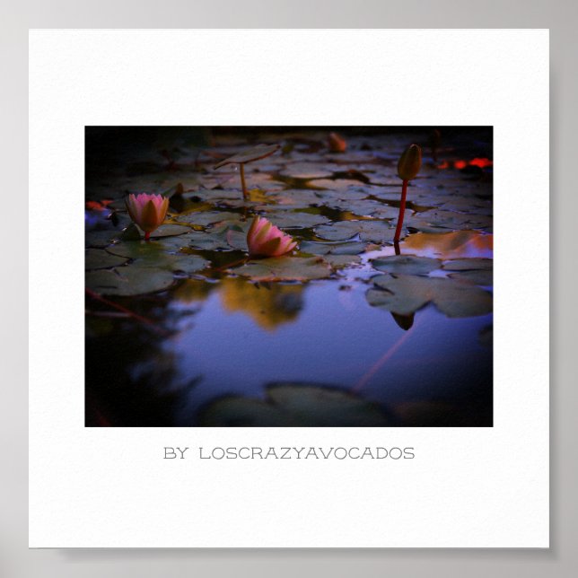 Styliserad Rosa Vatten Lily Flowers Pond Poster (Framsidan)