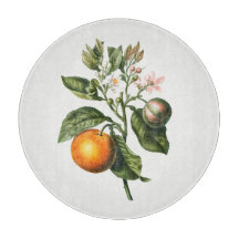 STYRELSE: BLOMMAR FÖR BITTER-ORANGE