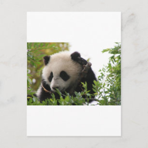 Su Lin, gigantisk pandabjörn unge vid San Diego Zo Vykort