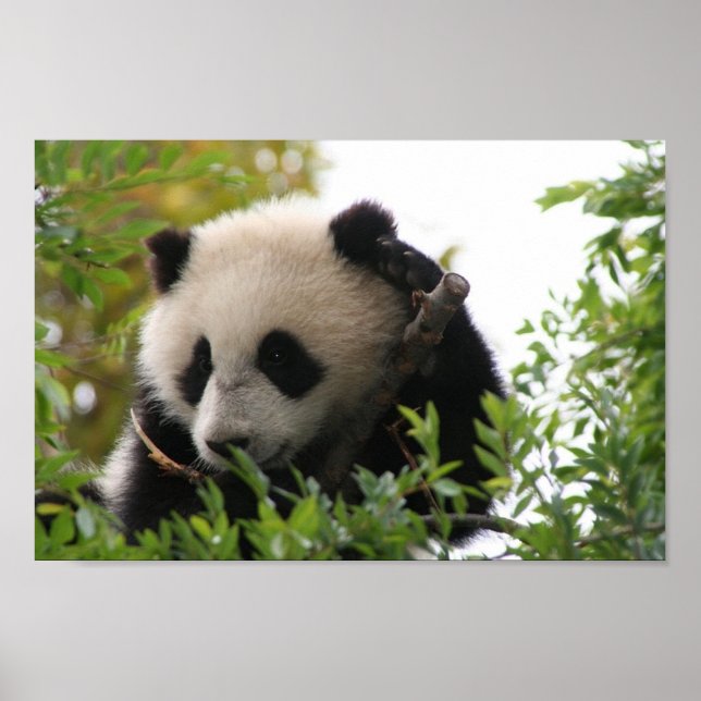 Su_lin_jätte_panda_björn_unge_at_San_Diego_Zoo Poster (Framsidan)