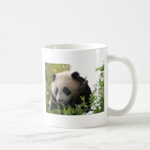 Su Lin, jätte- pandabjörnunge på den San Diego Kaffemugg