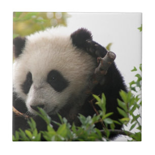 Su Lin, jätte- pandabjörnunge på den San Diego Kakelplatta