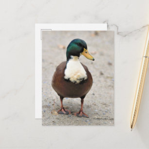 Suave Domestic Mallard Duclair Bibbed Odd Anka Vykort