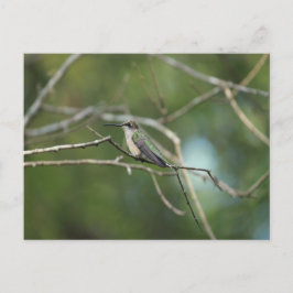 Subtle Beauty Vykort