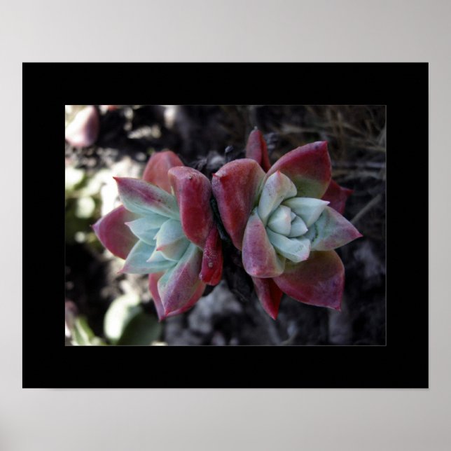 Subtle Succulents Poster (Framsidan)