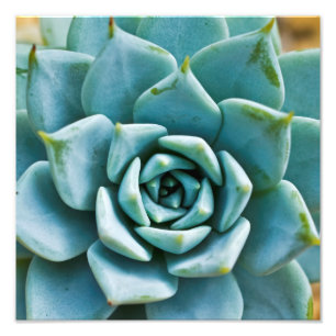 Succulent Closeup Fototryck