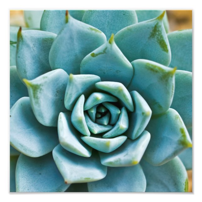 Succulent Closeup Fototryck (Framsidan)