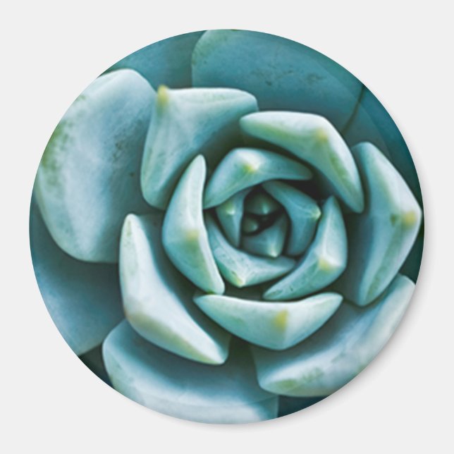Succulent Closeup Magnet (Framsidan)