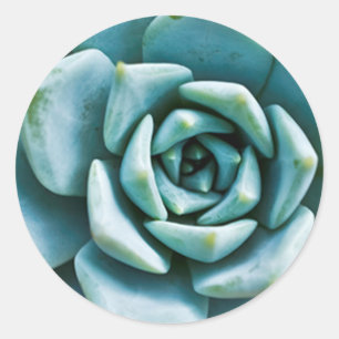 Succulent Closeup Runt Klistermärke