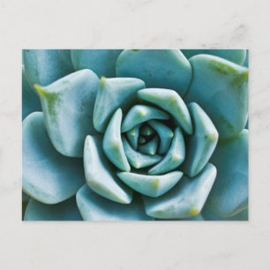 Succulent Closeup Vykort