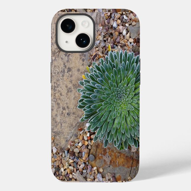 Succulent Desert Plant (Baksida)