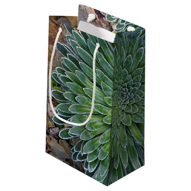 Succulent Desert Plant (Baksidan Vinklad)
