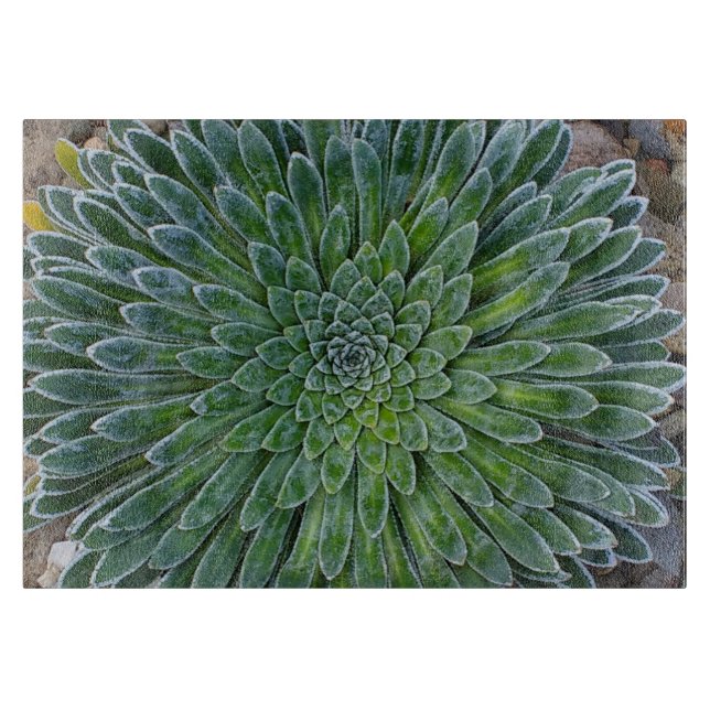 Succulent Desert Plant (Framsidan)