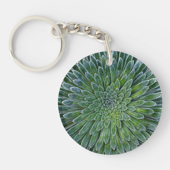 Succulent Desert Plant (Framsidan)