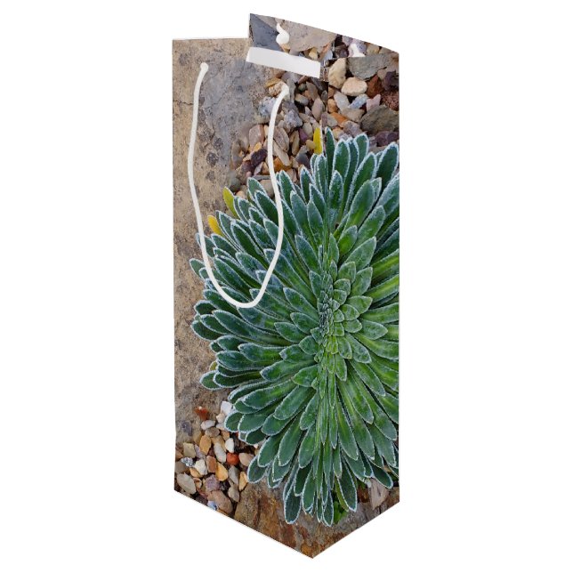 Succulent Desert Plant (Baksidan Vinklad)