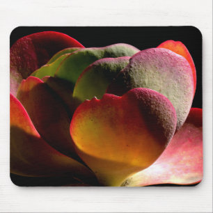 Succulent Desert Plant Musmatta