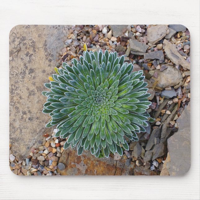 Succulent Desert Plant Musmatta (Framsidan)
