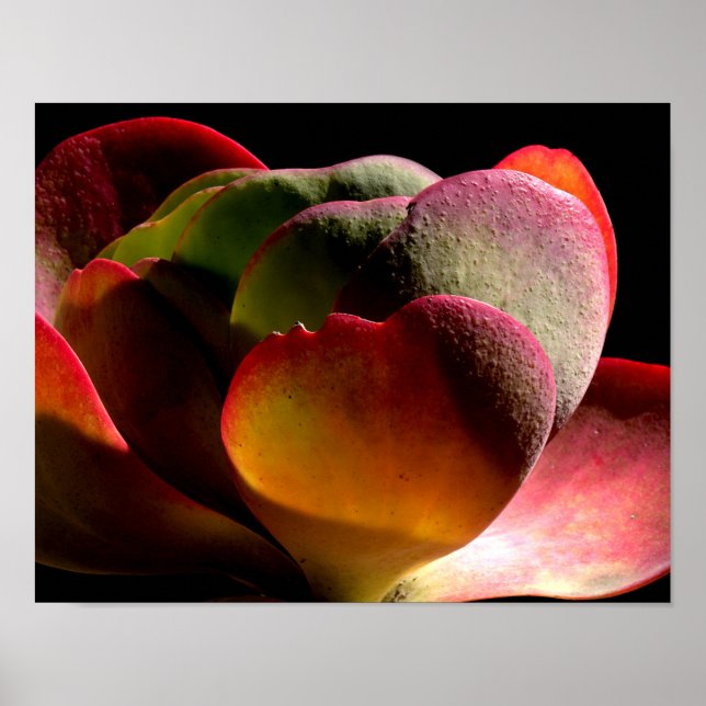 Succulent Desert Plant Poster (Framsidan)