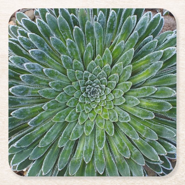 Succulent Desert Plant Underlägg Papper Kvadrat (Framsidan)
