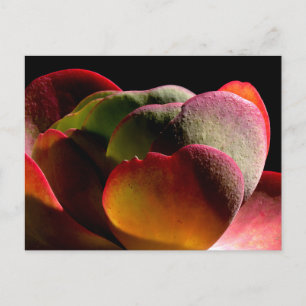 Succulent Desert Plant Vykort