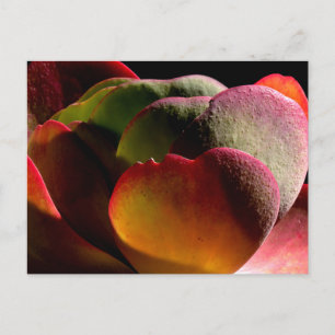 Succulent Desert Plant Vykort