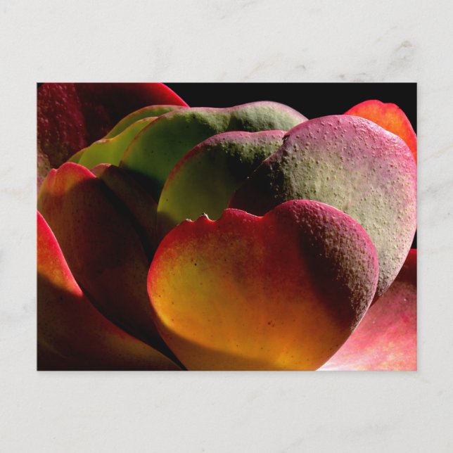 Succulent Desert Plant Vykort (Framsida)